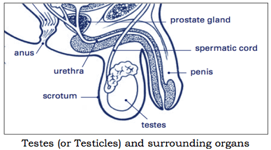 Male hormones and their functions