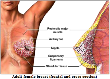 The breasts are two glandular organs rich in adipose tissue that