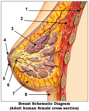 Female Breast Diagram